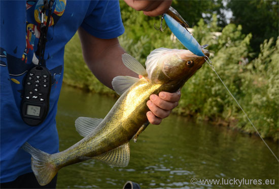 Auch kleine Zander bringen beim Schleppangeln mit Nils Master Wobblern im holländischen Kanal große Freude.